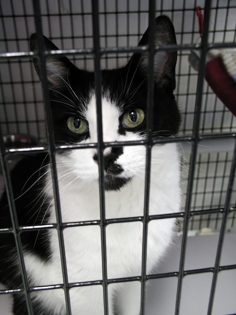 Young black and white cat with green eyes looks out through the wire of his cage at an animal shelter.